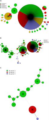 Investigation of Genetic Relatedness of Brucella Strains in Countries Along the Silk Road